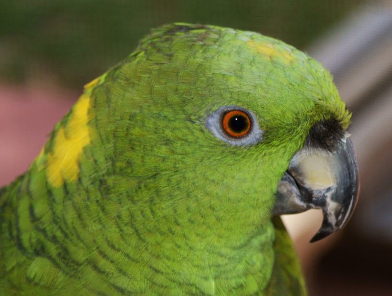 birds