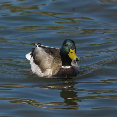 DUCK 2_0055.tif