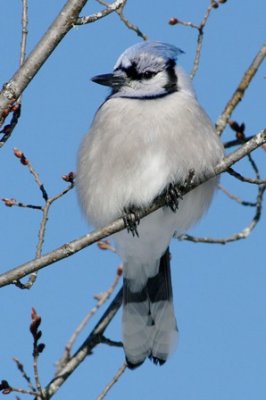 Le Geai bleu (Cyanocitta cristata) est une espce de passereau de la famille des corvids. 