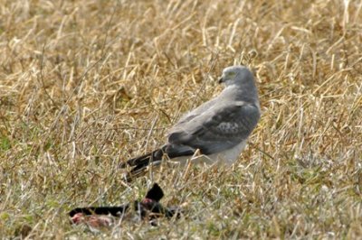 L.pervier est un oiseau de proi.