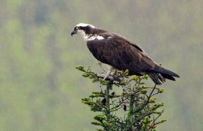 Le Balbuzard pcheur est un grand OISEAU DE PROIE 