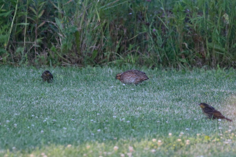 Bobwhite