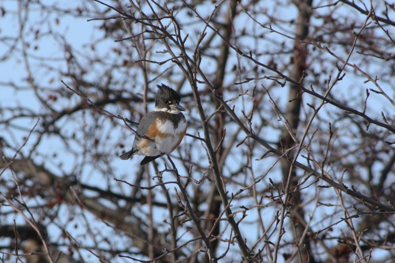 Belted Kingfisher