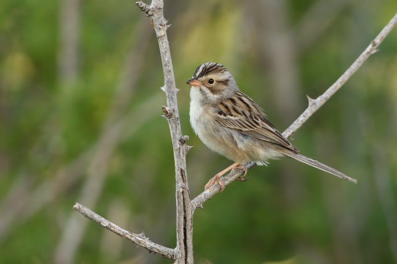 Clay-Colored Sparrow