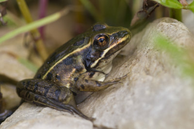amphibians