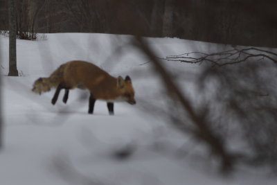 Red Fox