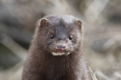 American Mink