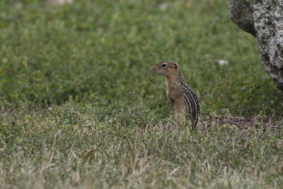 13-Stripe Ground Squirrel