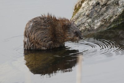 Muskrat
