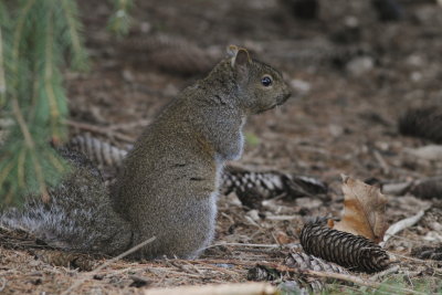 Eastern Gray Squirrel