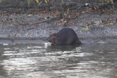 Beaver