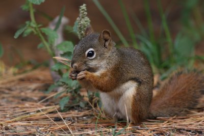 Red Squirrel