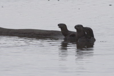 Northern River Otter