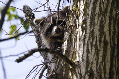 Common Raccoon