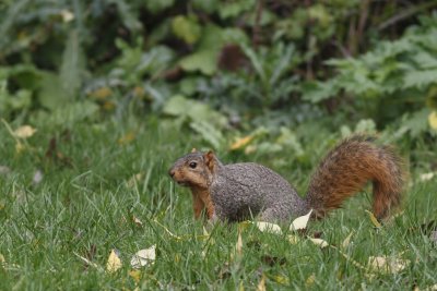 Eastern Fox Squirrel