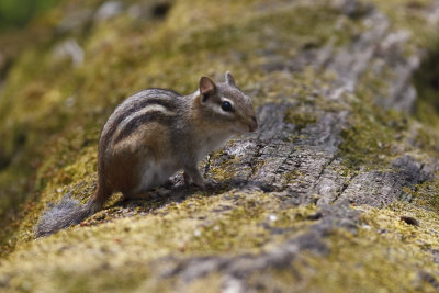 Eastern Chipmunk