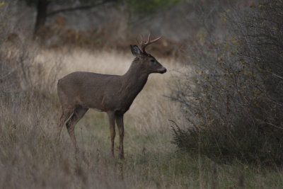 Whitetail Deer