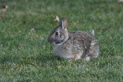 Cottontail