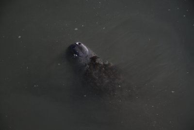Manatee