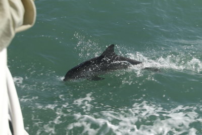 Dolphin