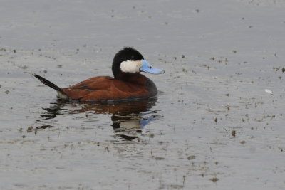Ruddy Duck