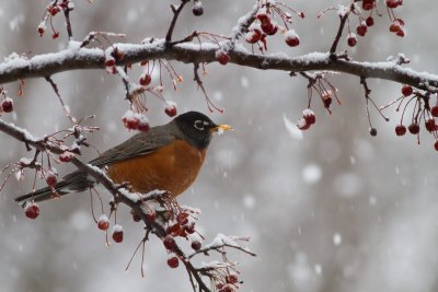 Thrushes