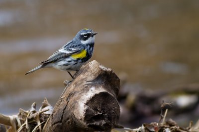 Yellow-Rumped Warbler