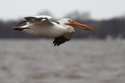 American White Pelican