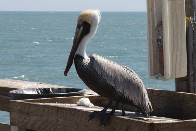 Pelicans and Cormorants