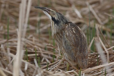 American Bittern