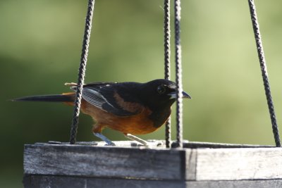 Orchard Oriole