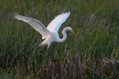 Great Egret