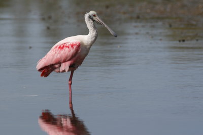 Roseate Spoonbill