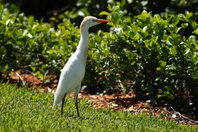 Cattle Egret