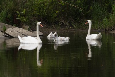 Mute Swan