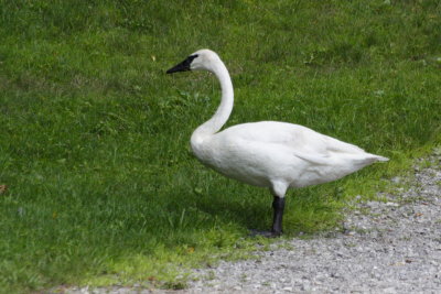 Trumpeter Swan