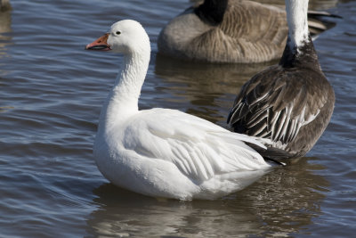 Snow Goose