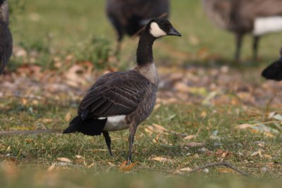 Cackling Goose