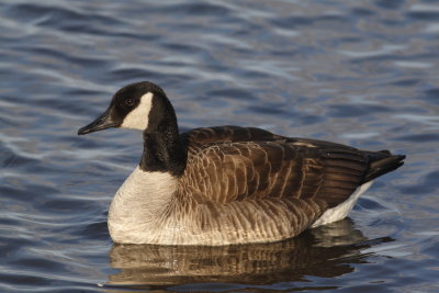 Canada Goose