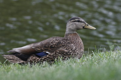 Mottled Duck