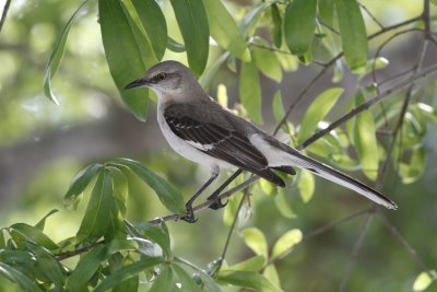 Mimics - Mockingbird, Catbird and Thrashers