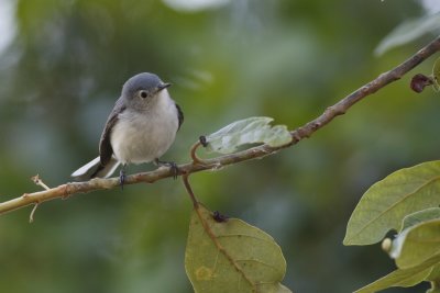 Blue-Gray Gnatcatcher