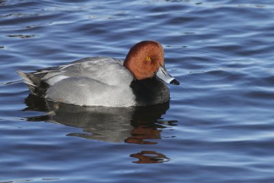 Red Head