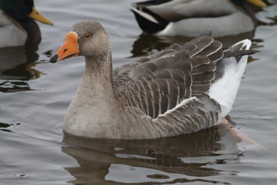 Greylag Goose
