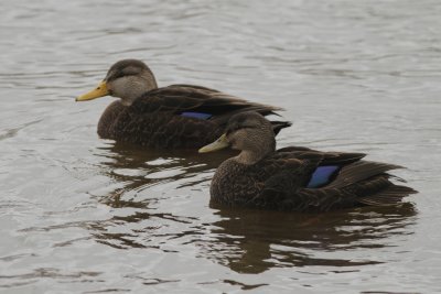 Black Ducks