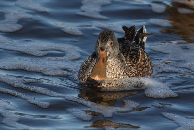 Northern Shoveler - Female