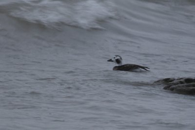 Long-tailed Duck Female