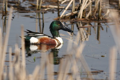 Northern Shoveler