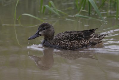 Blue Winged Teal - Female