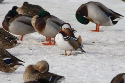 Mandarin Duck